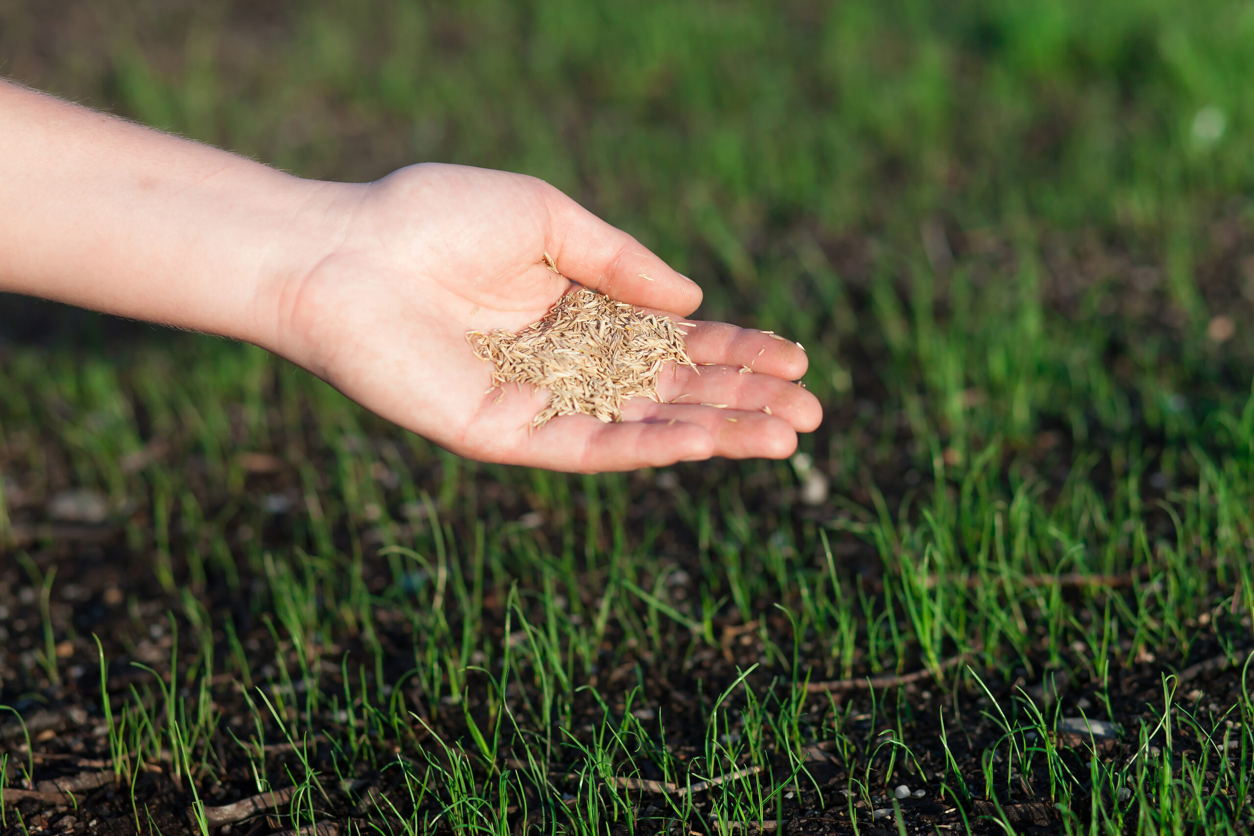 Zakładanie trawnika – przewodnik dla początkujących