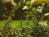 Automatyczne nawadnianie ogrodu – o czym warto wiedzieć?