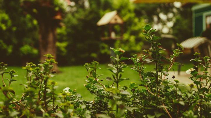 Automatyczne nawadnianie ogrodu – o czym warto wiedzieć?